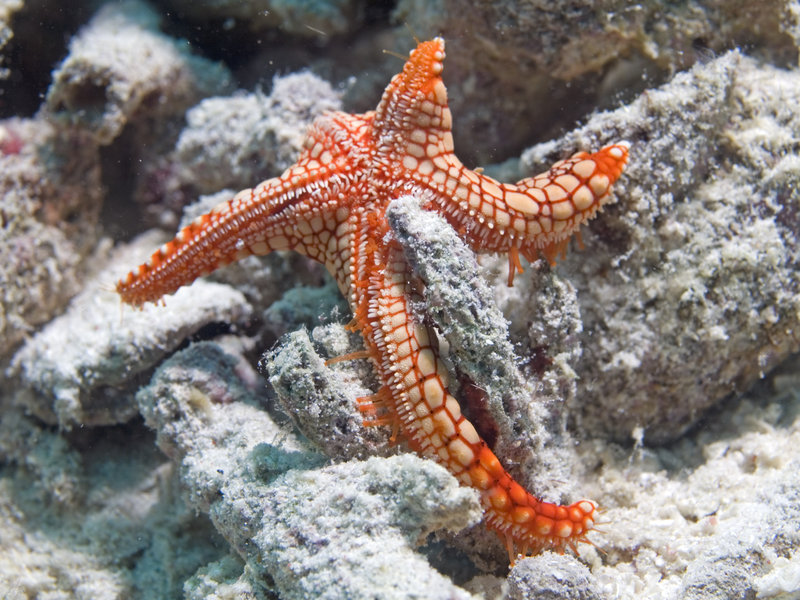 Starfish, Sibuan